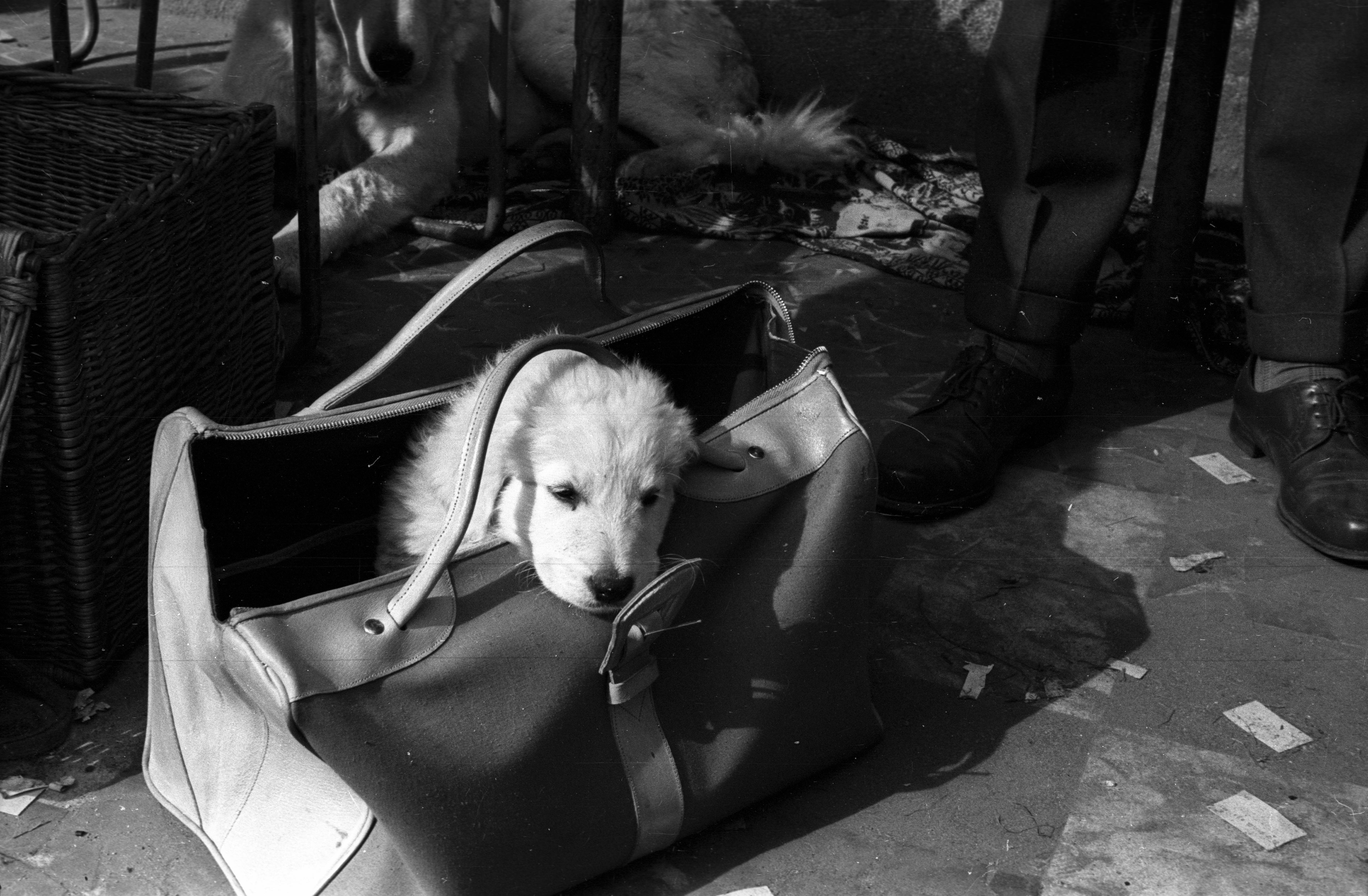 retro-taska-divat-1960-evek- webaruhaz-pakkolj_kutya